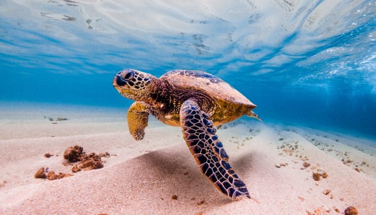 Hawaiian Green Sea Turtle cruising in the warm waters of Hawaii
