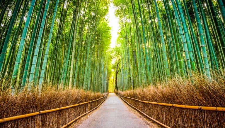 Sagano Bamboo Forest kyoto