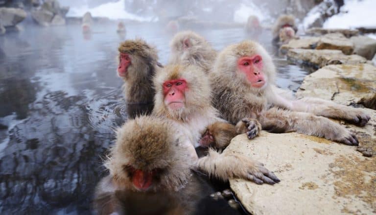 Snow Monkeys at Jigokudani Park