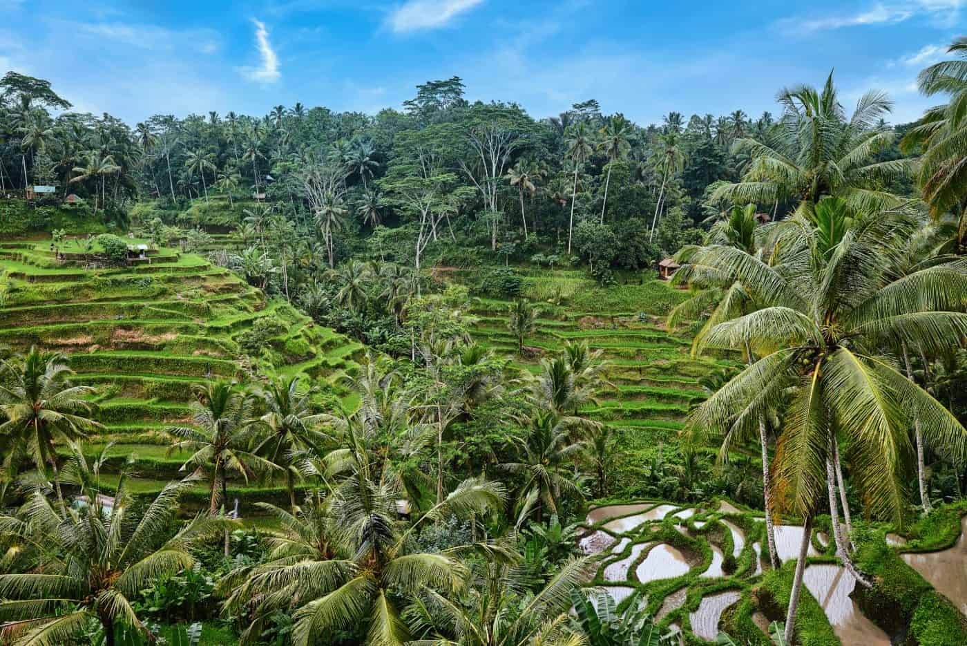 Tegalalang Rice Terrace