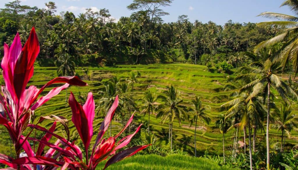 bali tegalalang rice fields indonesia