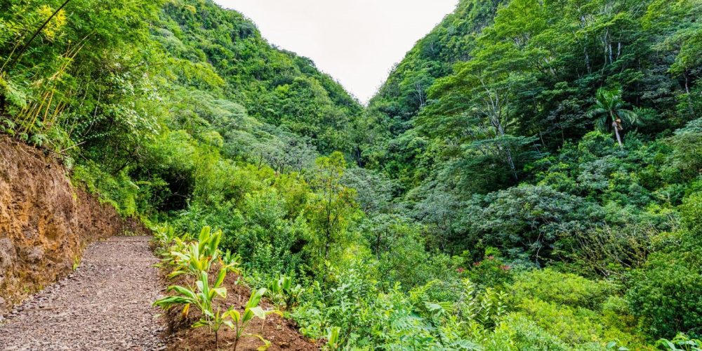 Manoa Falls Trail honolulu oahu sp