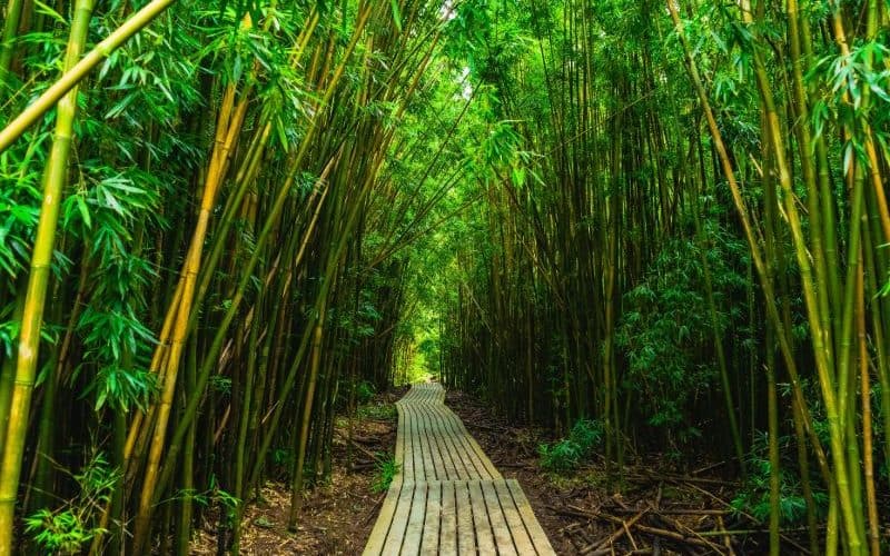 pipiwai trail bamboo forest maui sp