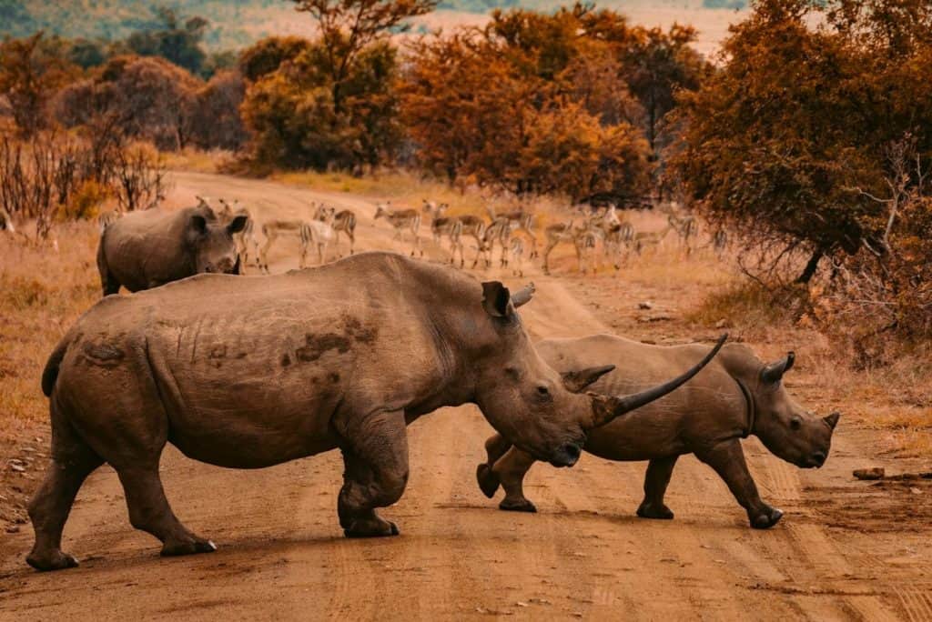 south africa rhinos sp
