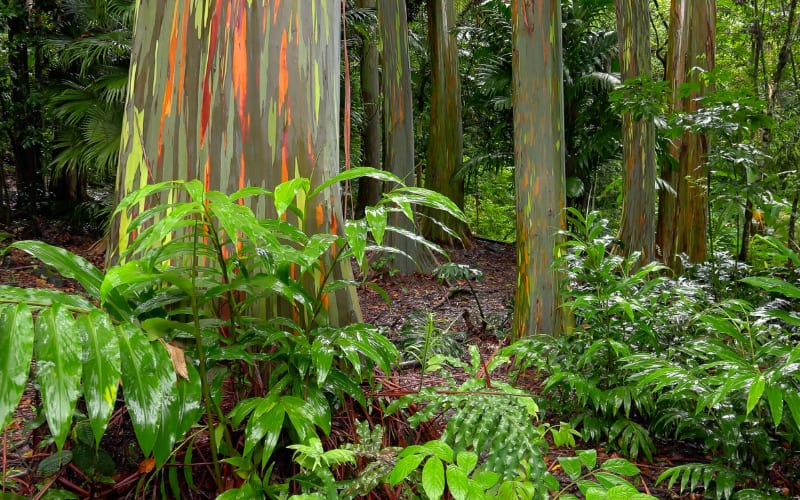 Rainbow Eucalyptus Trees hana maui