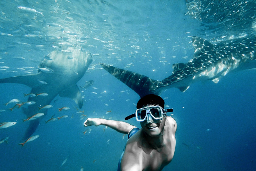man swimming with sharks