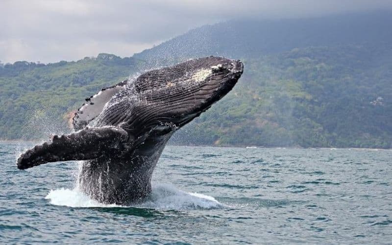 maui whale watching tour