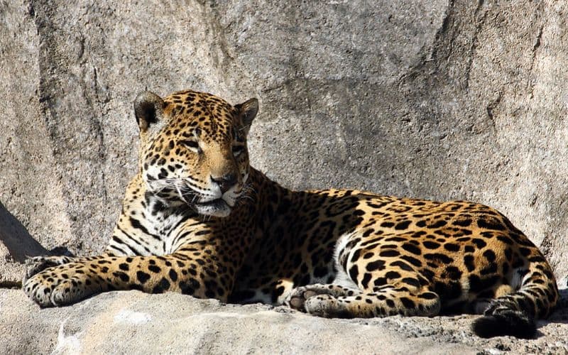 Houston Zoo Jaguar