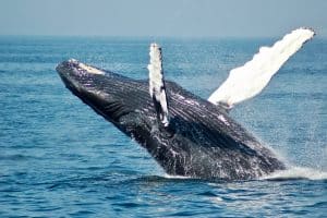 humpback whale playing in the water sp