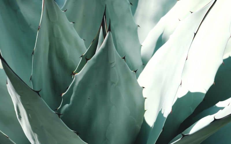 Agave plant