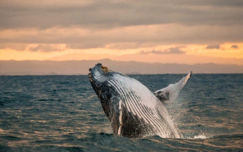 Sunset Whale Watching Humpback Whale