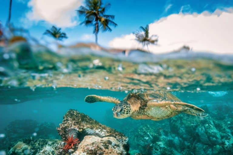 sea turtle in hawaii