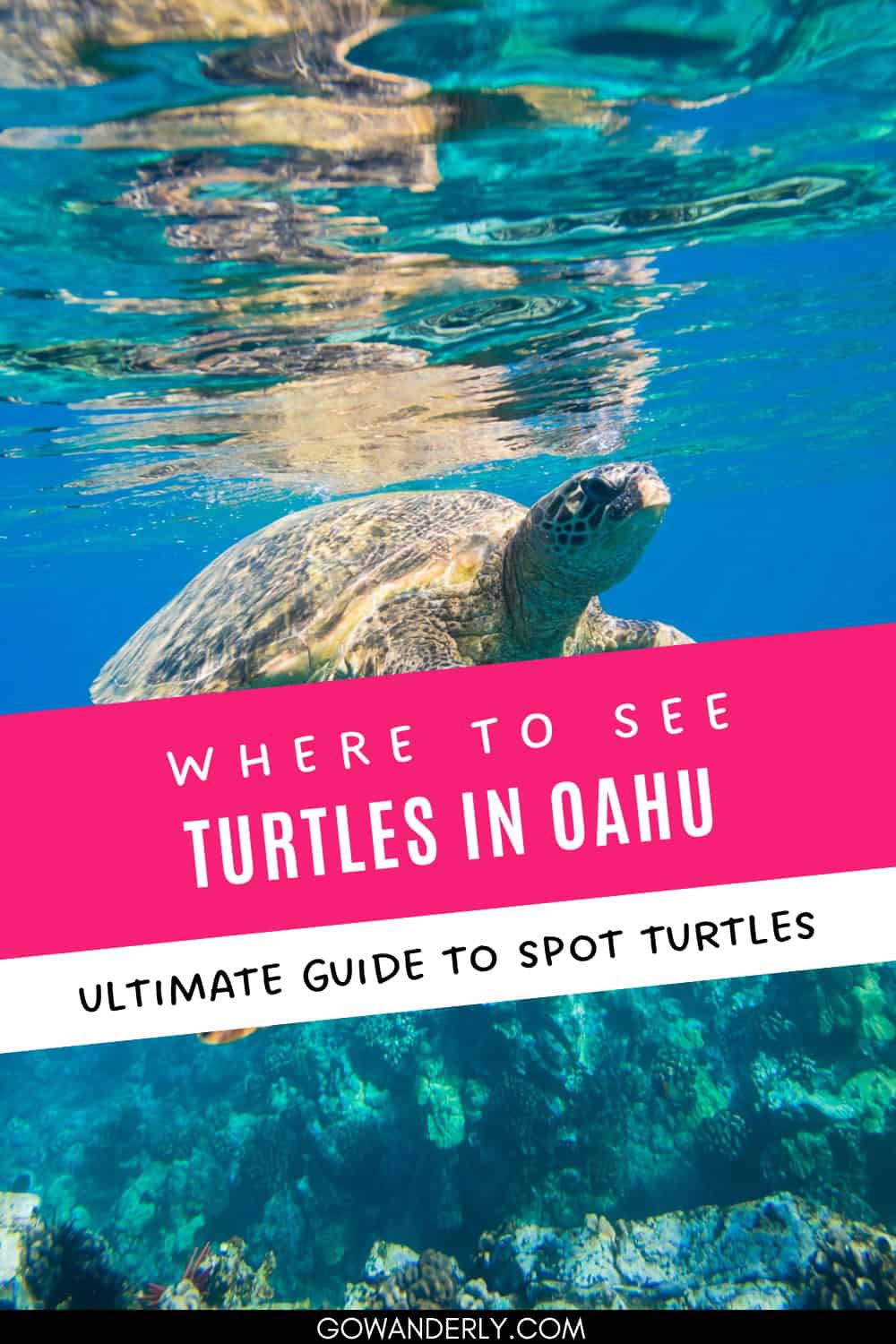 10 Best Places To See Turtles In Oahu (2024)