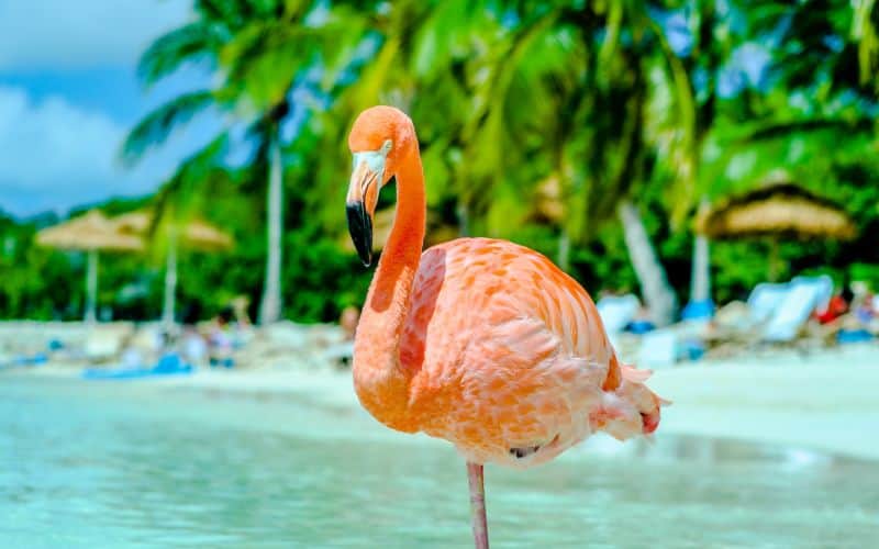 Aruba Pink Flamingo
