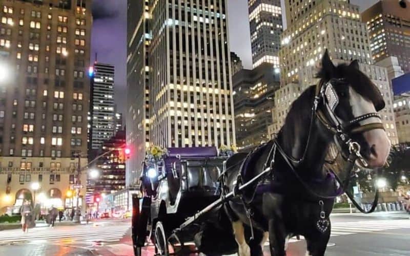 Christmas Lights Horse Drawn Carriage Ride