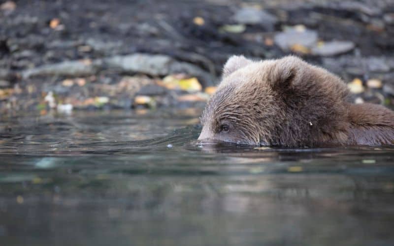 Kodiak Island Brown Bear