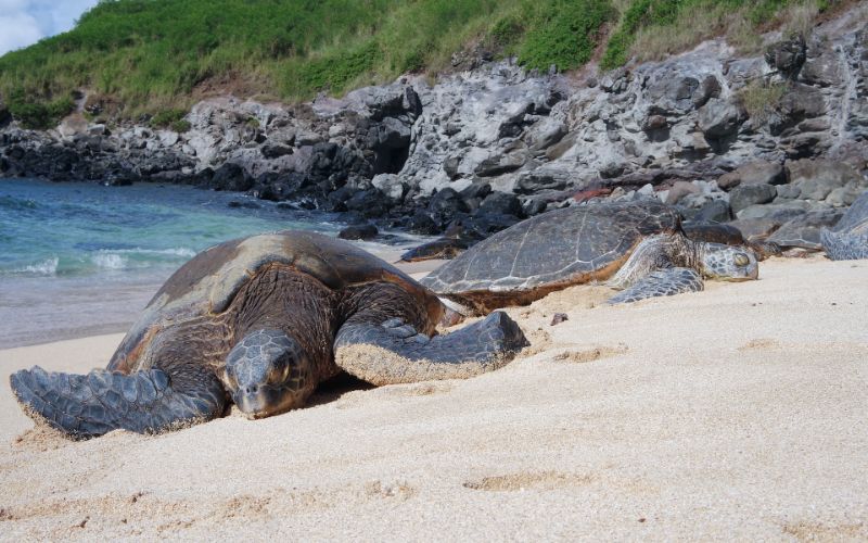 Maui sea turtles