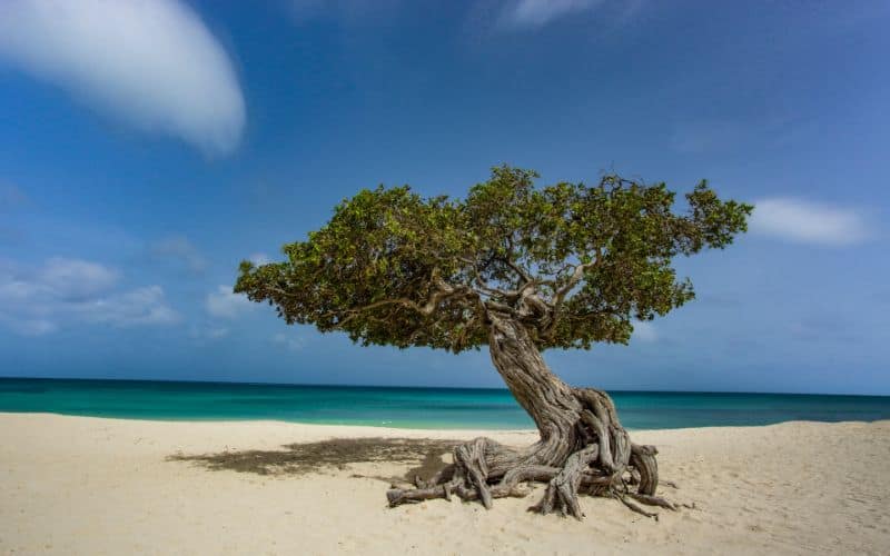 Aruba famous Divi Divi tree on Eagle Beach