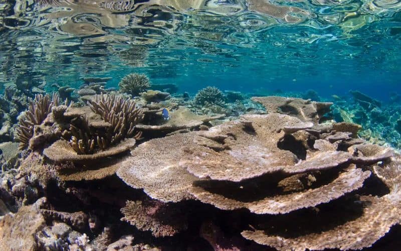 Park Hyatt Maldives Reef