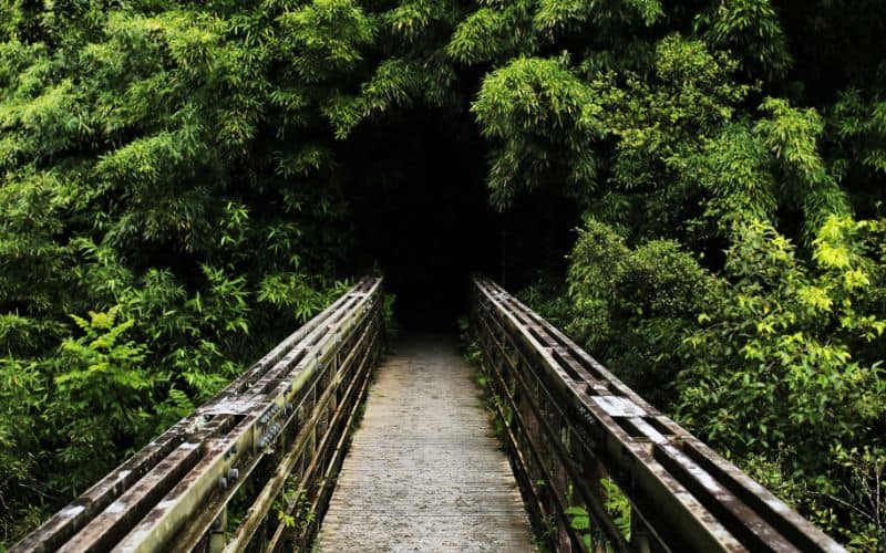 Bridge bamboo forest maui sp