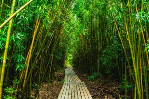 pipiwai trail bamboo forest hidden gem in maui sp