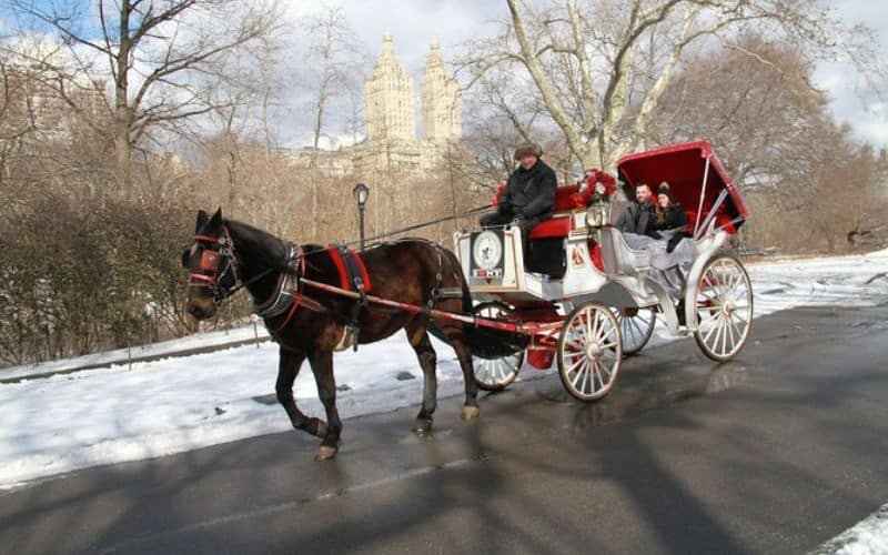 Horse Drawn Carriage Central Park Tour in the Winter