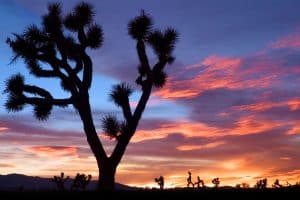 Mojave Sunset in joshua tree national park