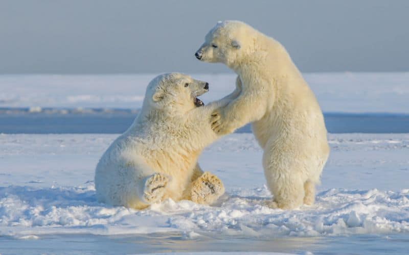 Polar Bears in Alaska