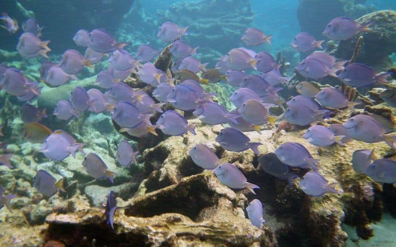 Snorkeling at Buck Island St Croix