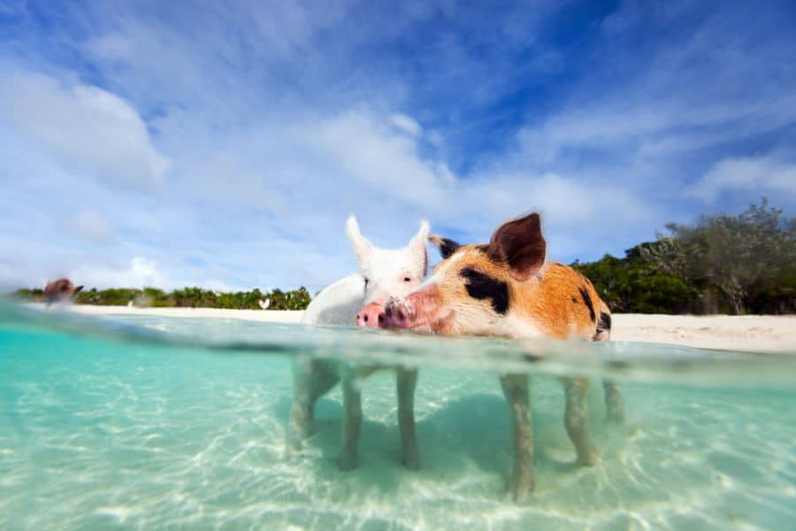 Swimming pigs of Exuma bahamas