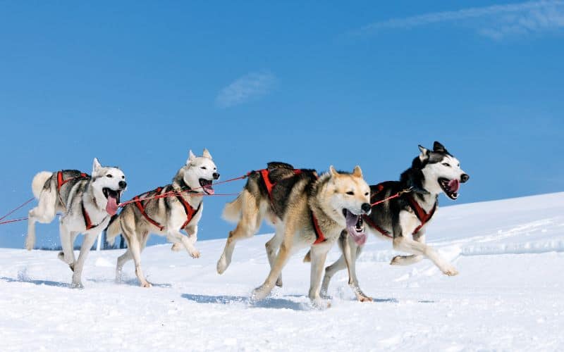 dog sledding with huskies