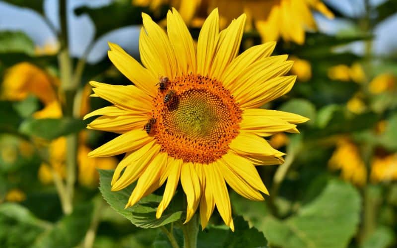 Garden of Eve Farm Bees on Sunflower