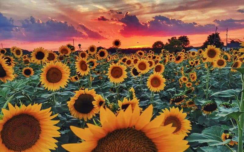 Happy Day Farm Sunflowers at Sunset NJ