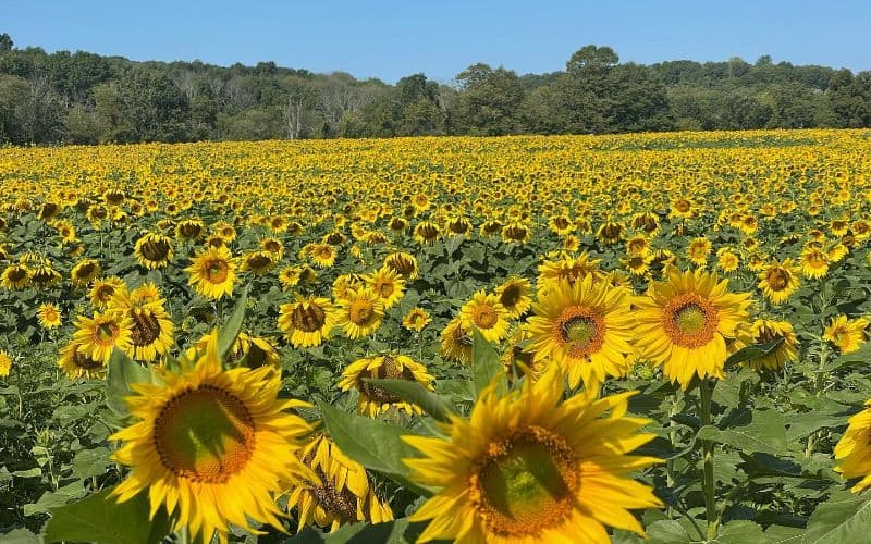Sussex County Sunflower Maze NJ