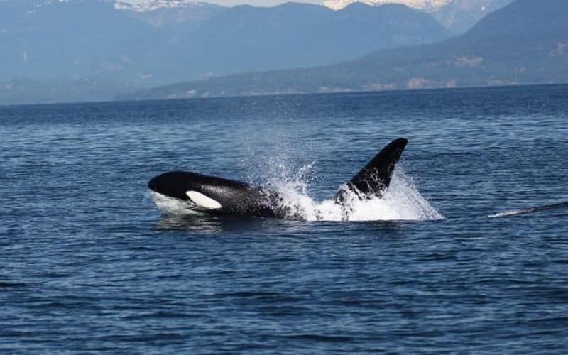 Whale Watching Tour from Vancouver BC