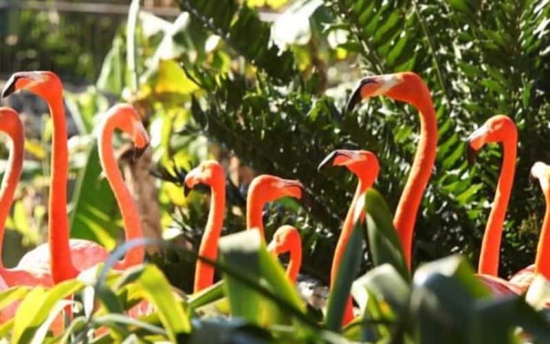 Flamingos at Jungle Island