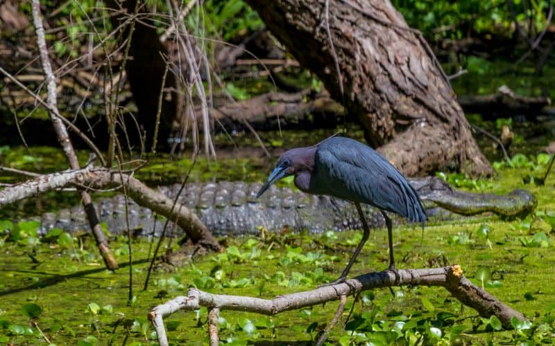 A Blue Heron in Front of an Alligator at Brazos Bend State Park