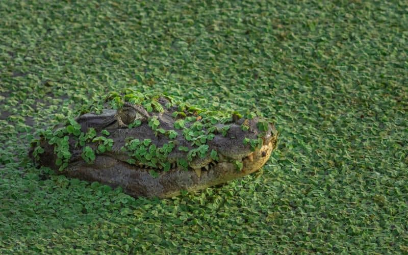 Alligator head emerging from marsh