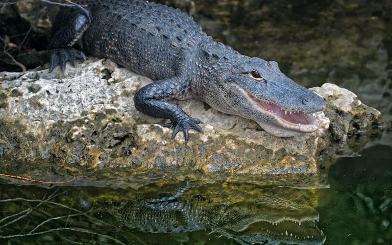Alligator on water's edge