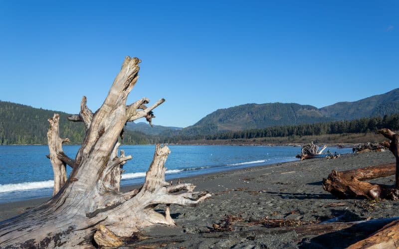 Large driftwood log on the beach at Port Renfrew British Columbia