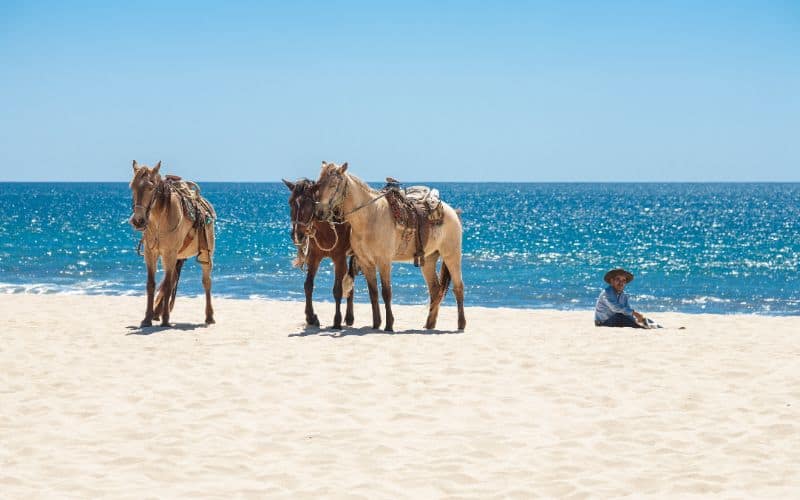 Three horses on a beach of San Jose del Cabo Los Cabos Mexico
