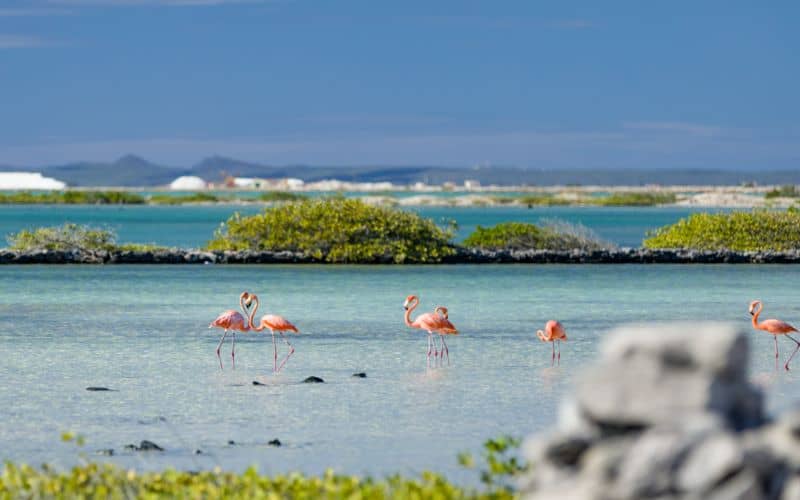 Two flamingos in the salt flats in Bonaire