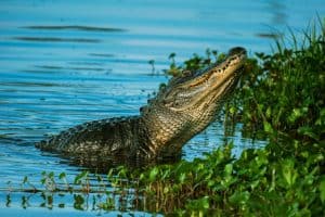 alligator along the shoreline sp