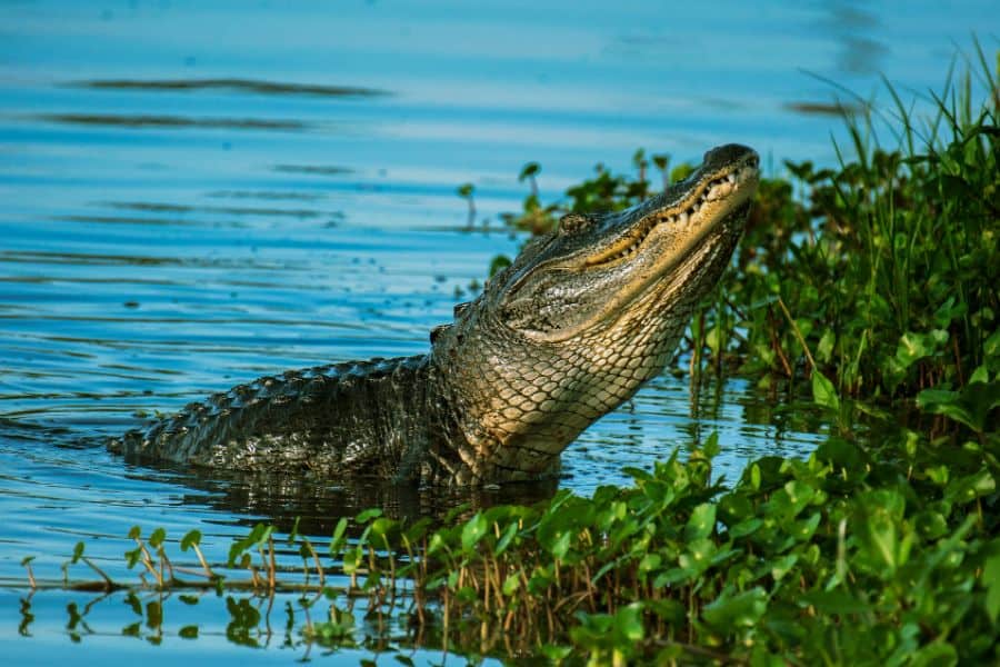 Are There Alligators in NC? What Visitors Should Know (2024)