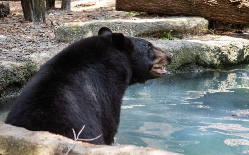Brevard Zoo