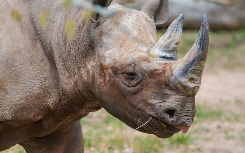 Cheyenne Mountain Zoo