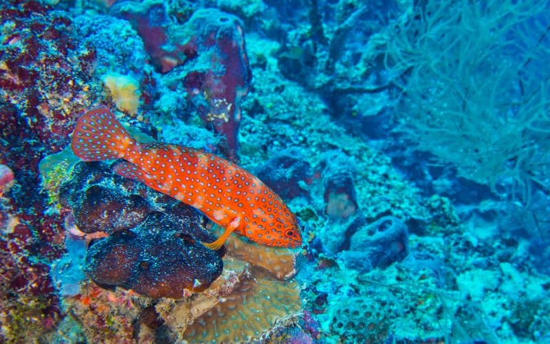 North Ari Atoll Maldives Indian Ocean Sea life