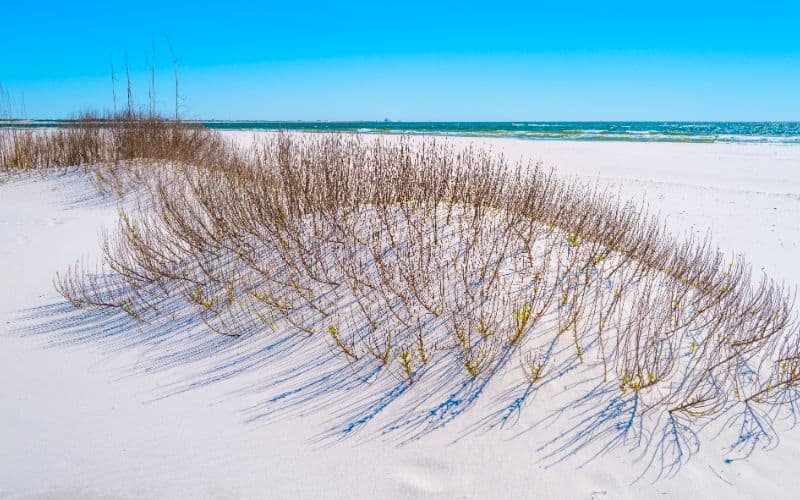 Pensacola Beach white sand dune and wild plants