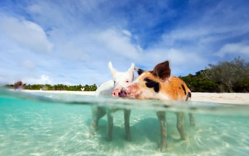 Swimming pigs of Exuma bahamas