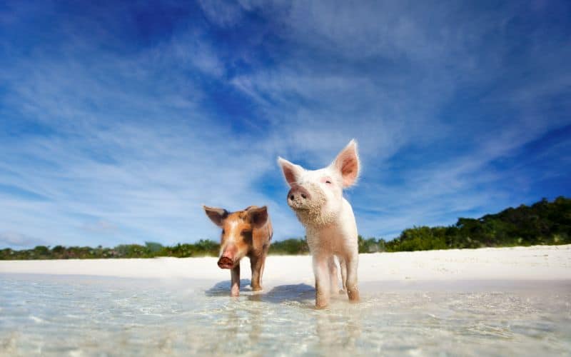 Two swimming pigs of Exuma on the beach bahamas